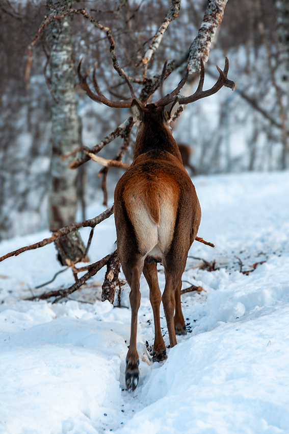 Zicht op de kont van een edelhert.